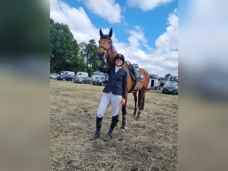 Duits rijpaard Merrie 15 Jaar 167 cm Bruin in Wesel