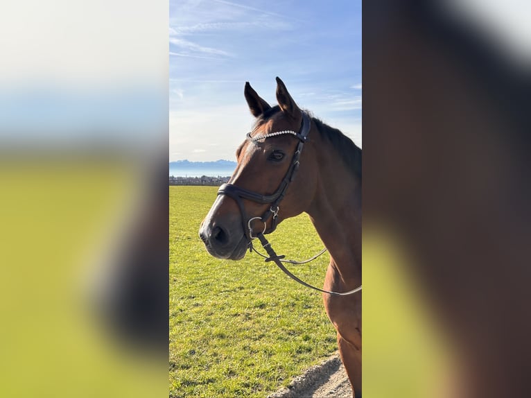 Duits rijpaard Merrie 15 Jaar 167 cm Bruin in Friedrichshafen
