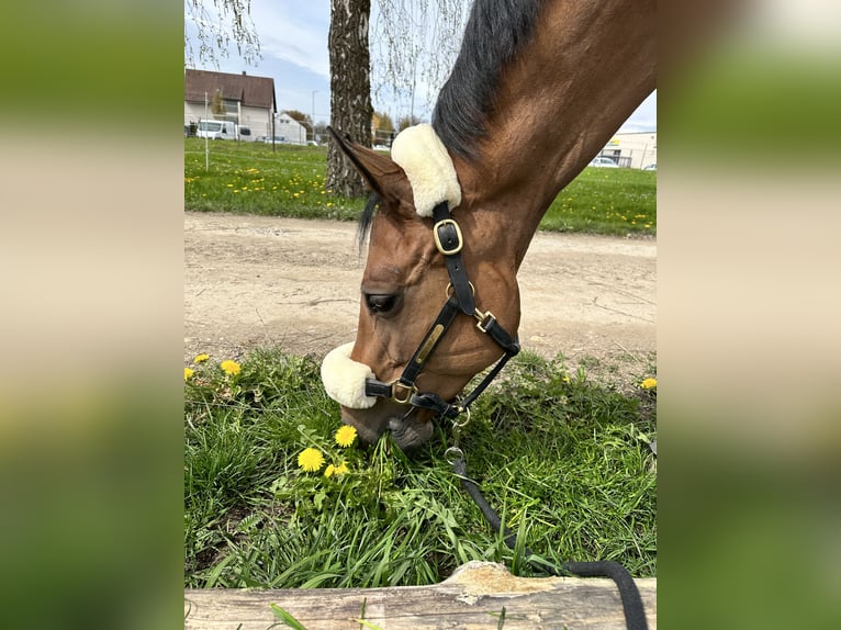 Duits rijpaard Merrie 15 Jaar 167 cm Bruin in Friedrichshafen