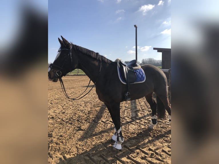 Duits rijpaard Merrie 15 Jaar 170 cm Bruin in Telgte