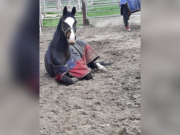 Duits rijpaard Merrie 15 Jaar 170 cm Bruin in Telgte