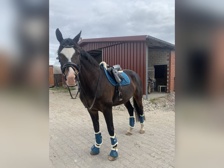 Duits rijpaard Merrie 15 Jaar 170 cm Bruin in Telgte