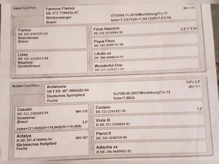 Duits rijpaard Merrie 15 Jaar 173 cm Bruin in Wimsheim