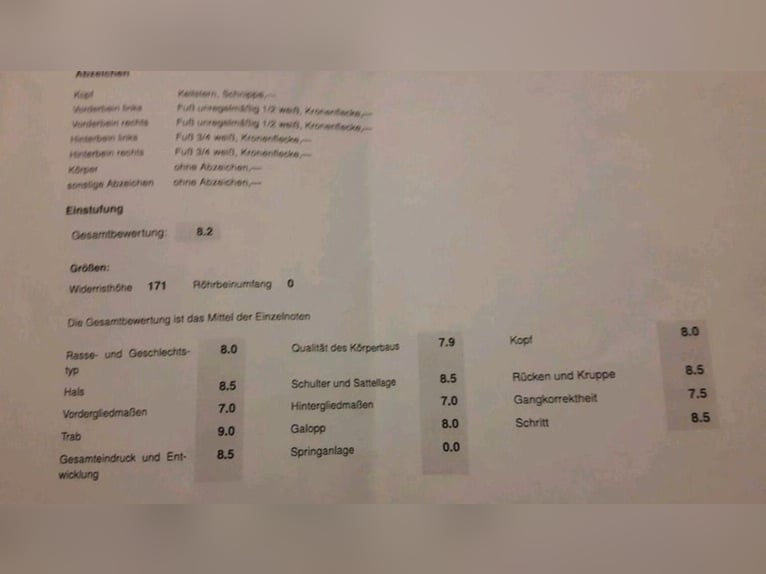 Duits rijpaard Merrie 15 Jaar 173 cm Bruin in Wimsheim