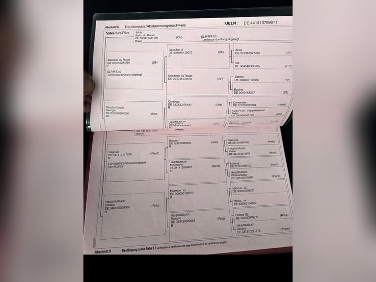 Duits rijpaard Merrie 15 Jaar 175 cm Bruin in LadbergenLadbergen