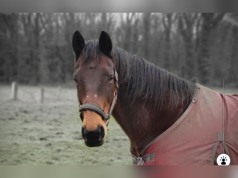 Duits rijpaard Mix Merrie 16 Jaar 155 cm Bruin in Marl