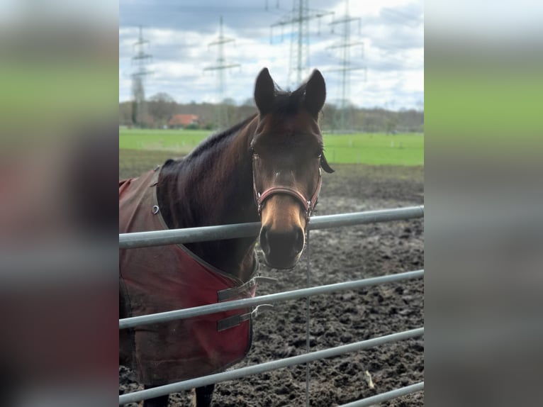 Duits rijpaard Mix Merrie 16 Jaar 155 cm Bruin in Marl