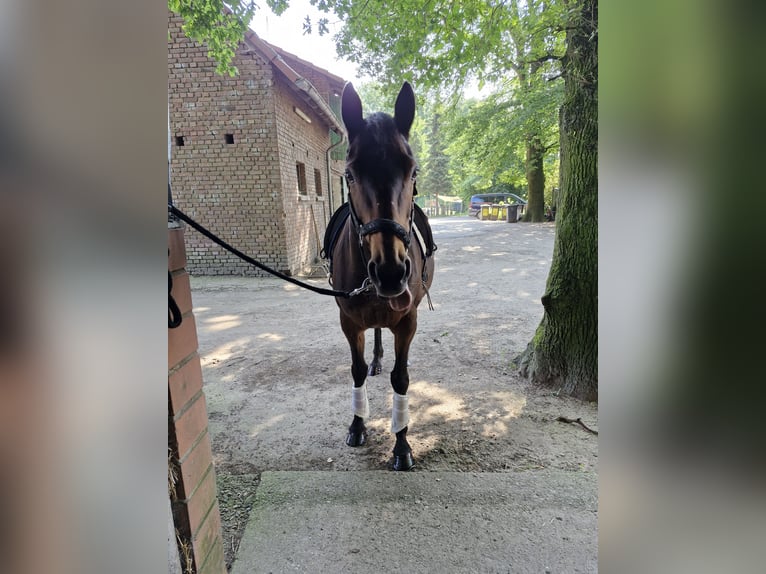 Duits rijpaard Mix Merrie 16 Jaar 155 cm Bruin in Marl