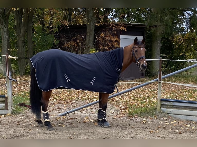 Duits rijpaard Merrie 16 Jaar 156 cm Bruin in Buseck