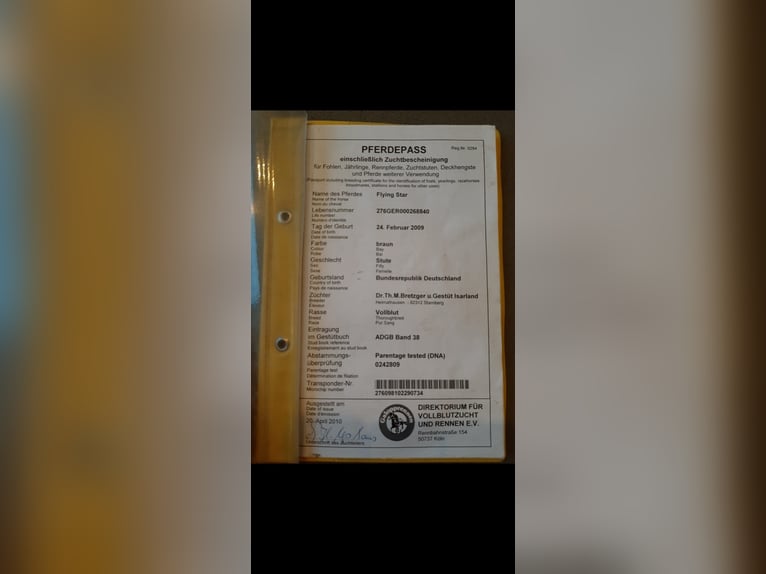 Duits rijpaard Merrie 16 Jaar 165 cm Bruin in Opwijk