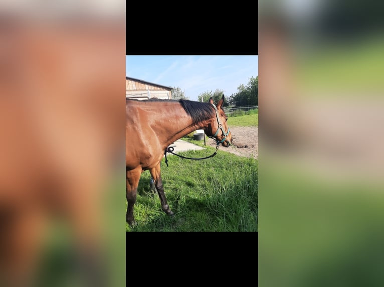 Duits rijpaard Merrie 16 Jaar 165 cm Bruin in Opwijk