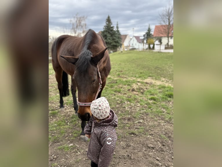 Duits rijpaard Merrie 16 Jaar 167 cm Bruin in Pegau