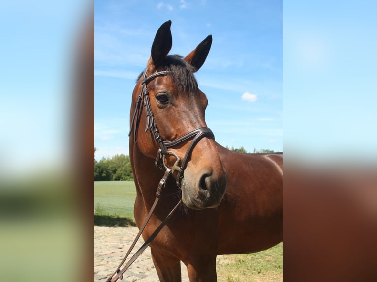 Duits rijpaard Merrie 16 Jaar 167 cm Bruin in Pegau