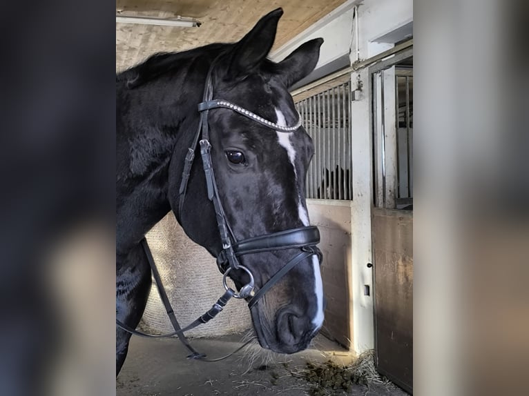 Duits rijpaard Merrie 16 Jaar 172 cm Donkerbruin in Donaueschingen