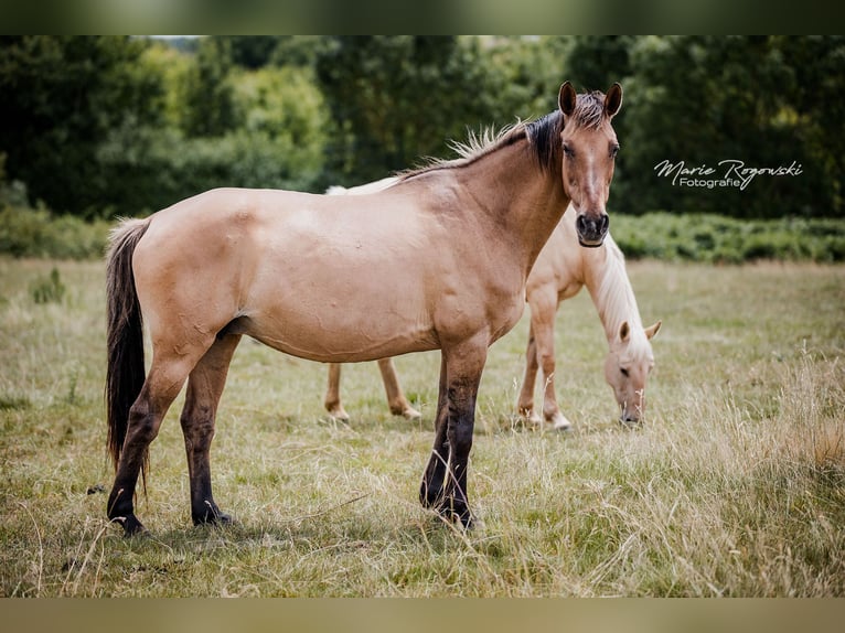 Duits rijpaard Merrie 17 Jaar 152 cm Falbe in Beaumont pied-de-boeuf