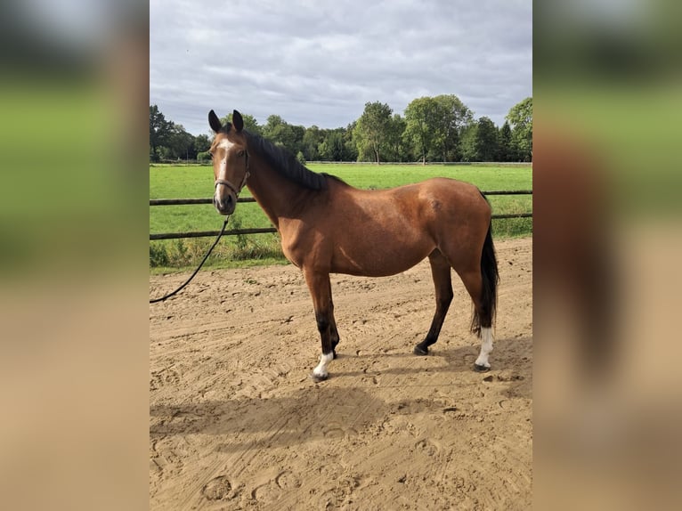 Duits rijpaard Merrie 18 Jaar 161 cm Bruin in Stade