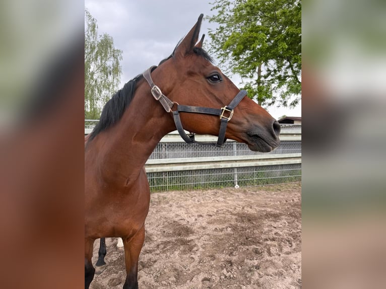Duits rijpaard Merrie 18 Jaar 165 cm Bruin in Heddesheim