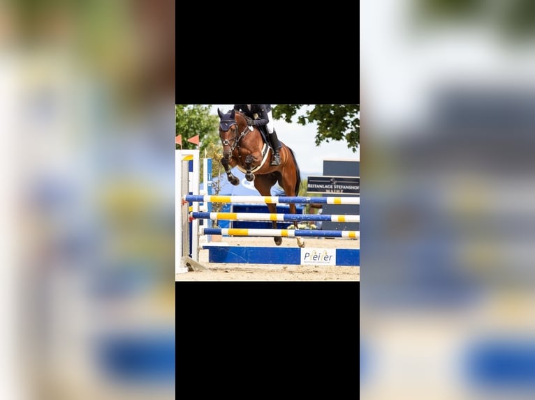 Duits rijpaard Merrie 18 Jaar 165 cm Bruin in Heddesheim