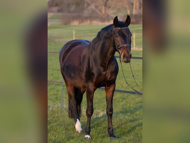 Duits rijpaard Merrie 18 Jaar 165 cm Donkerbruin in Herrenberg