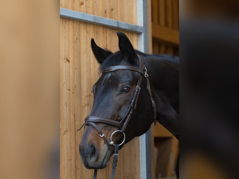 Duits rijpaard Merrie 18 Jaar 165 cm Donkerbruin in Herrenberg