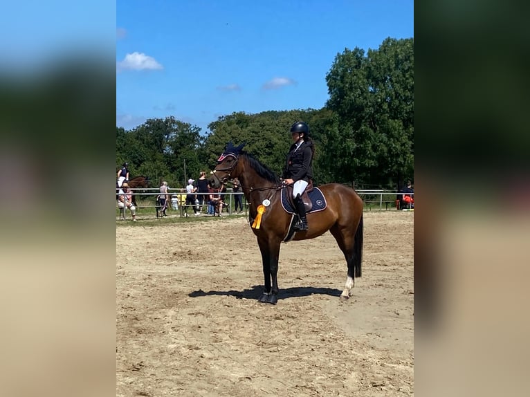 Duits rijpaard Merrie 19 Jaar 165 cm  in Gevelsberg