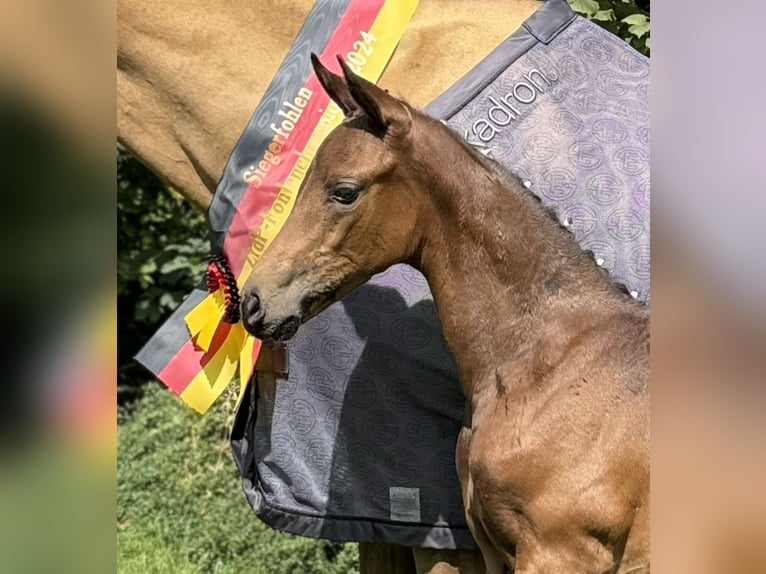 Duits rijpaard Merrie 1 Jaar 164 cm Donkerbruin in Steinau