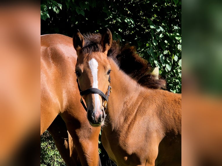 Duits rijpaard Merrie 1 Jaar 167 cm in Barnstorf