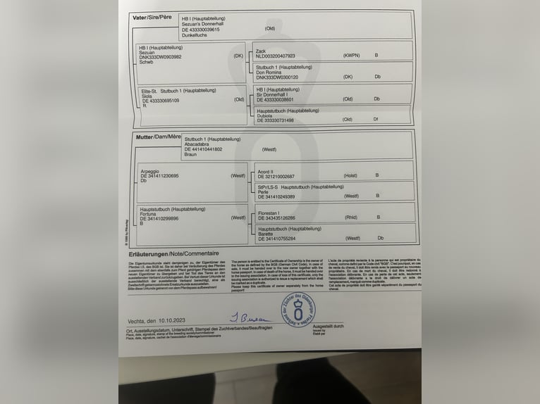 Duits rijpaard Merrie 1 Jaar 170 cm Bruin in Hasbergen