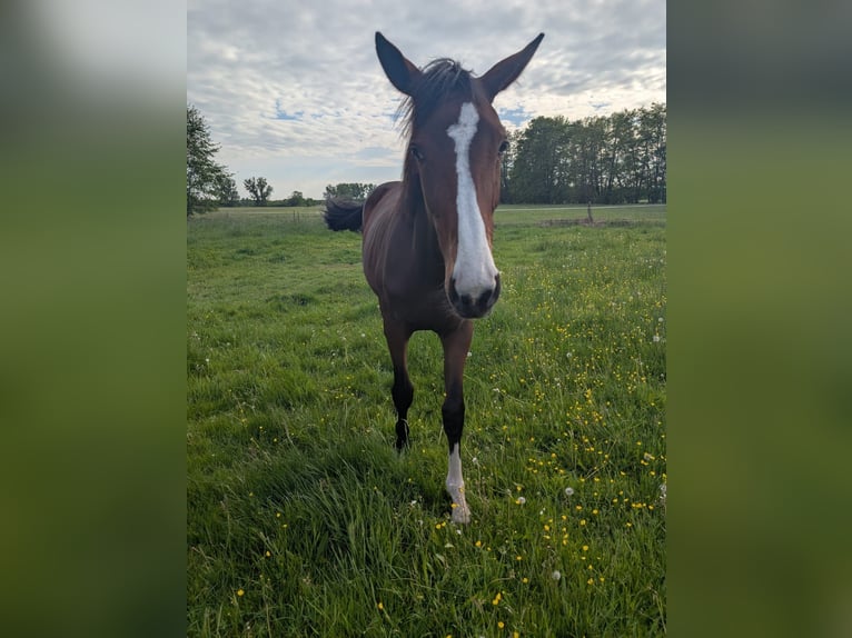 Duits rijpaard Merrie 1 Jaar 174 cm Bruin in Schlagenthin