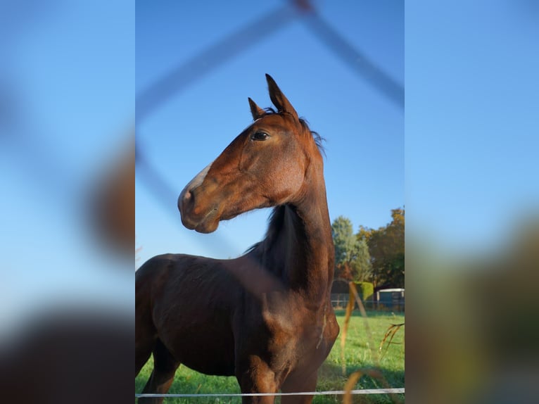 Duits rijpaard Merrie 1 Jaar 174 cm Bruin in Schlagenthin