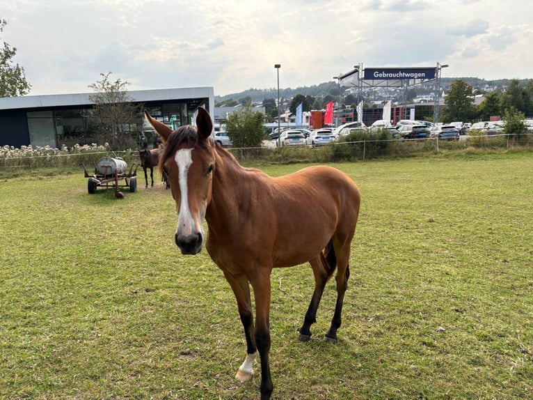 Duits rijpaard Merrie 1 Jaar Bruin in Schmallenberg