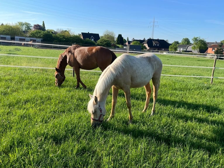 Duits rijpaard Merrie 1 Jaar Palomino in Bassum