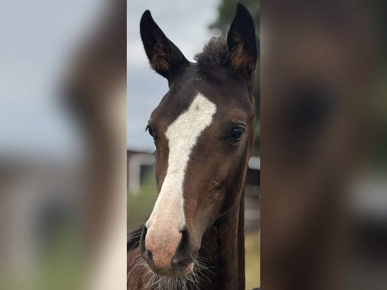 Duits rijpaard Merrie 1 Jaar Zwartbruin in Wriezen