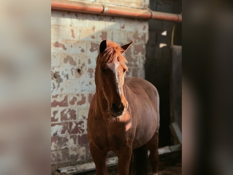 Duits rijpaard Merrie 20 Jaar 140 cm Vos in Mons