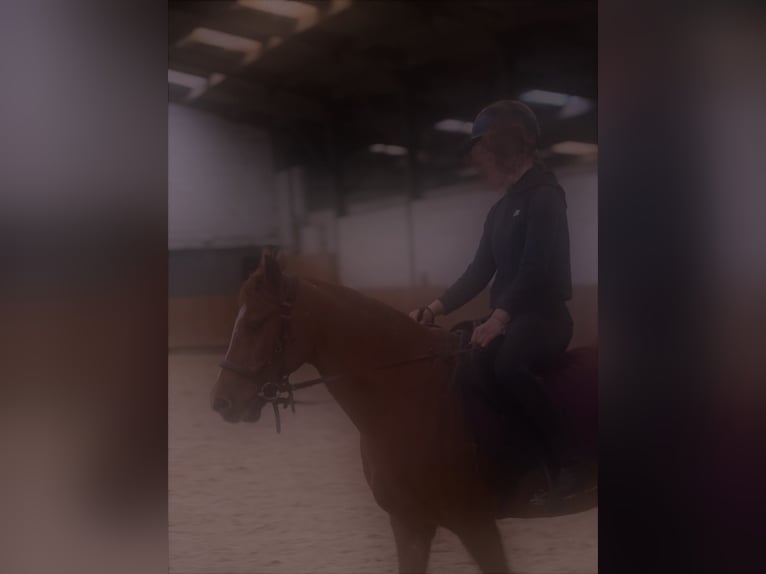 Duits rijpaard Merrie 20 Jaar 140 cm Vos in Mons