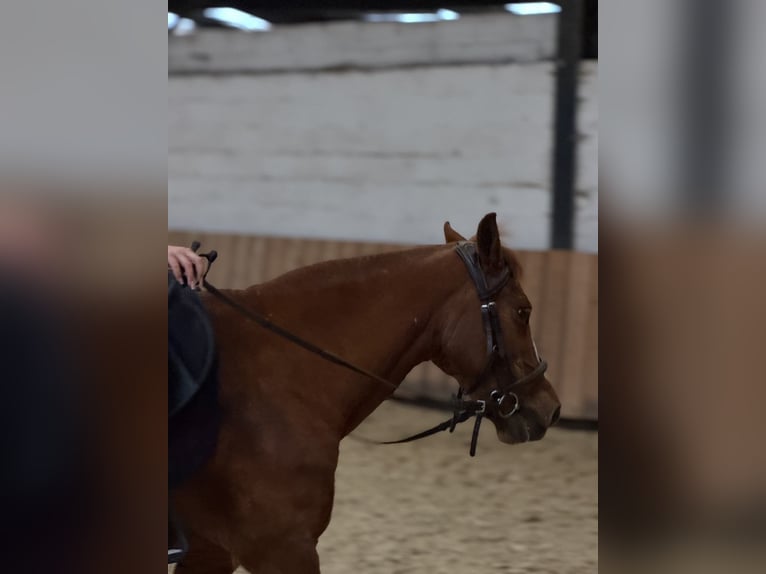 Duits rijpaard Merrie 20 Jaar 140 cm Vos in Mons