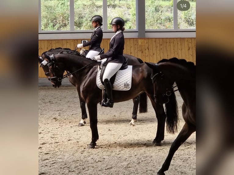 Duits rijpaard Merrie 20 Jaar 170 cm Donkerbruin in Münster