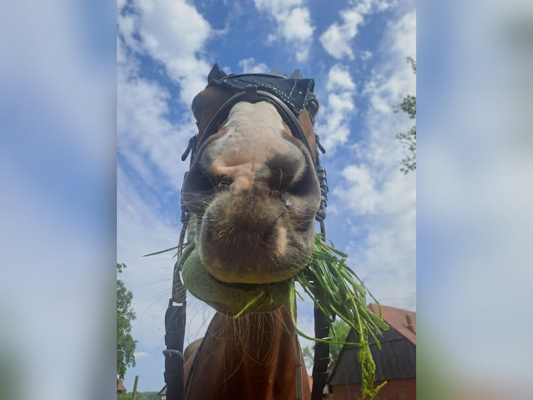 Duits rijpaard Merrie 20 Jaar 173 cm Vos in Melle
