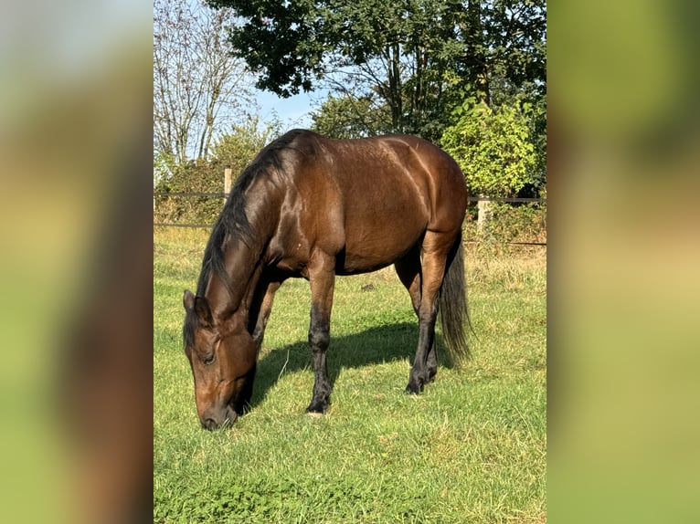 Duits rijpaard Merrie 21 Jaar 164 cm kan schimmel zijn in Groß Rönnau