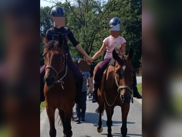 Duits rijpaard Merrie 22 Jaar 165 cm Bruin in Malschwitz