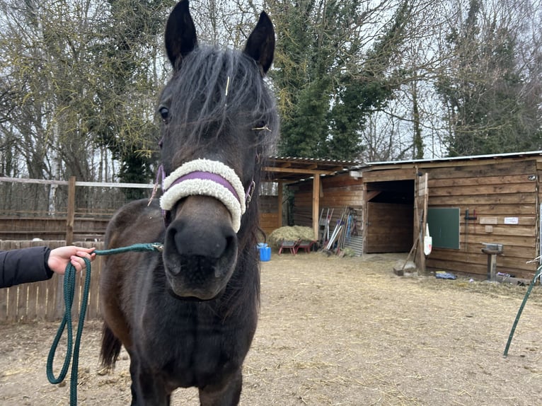 Duits rijpaard Mix Merrie 2 Jaar 140 cm Donkerbruin in Nienburg (Saale)