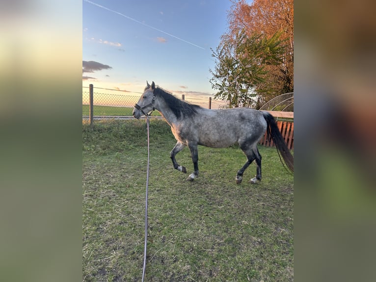 Duits rijpaard Mix Merrie 2 Jaar 140 cm Donkerbruin in Nienburg (Saale)