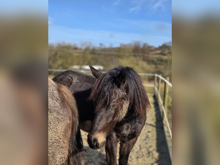 Duits rijpaard Merrie 2 Jaar 149 cm Falbe in Ulrichstein