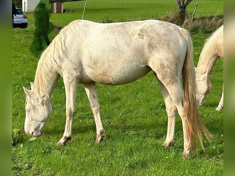 Duits rijpaard Merrie 2 Jaar 156 cm Cremello in Heistenbach