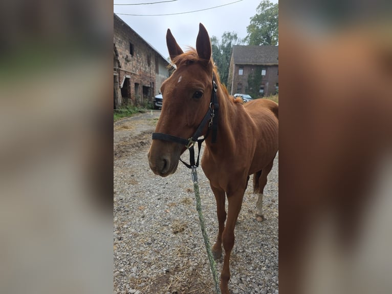Duits rijpaard Merrie 2 Jaar 160 cm Vos in Brakel
