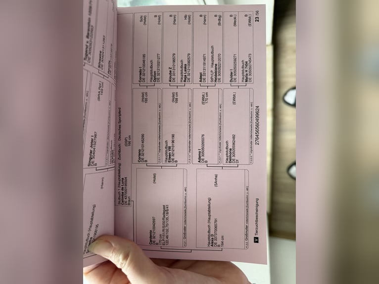 Duits rijpaard Merrie 2 Jaar 162 cm Bruin in Gardelegen