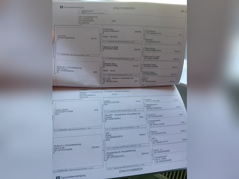 Duits rijpaard Merrie 2 Jaar 163 cm Vos in Leipzig