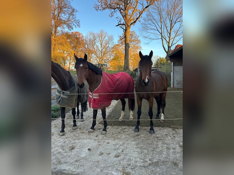 Duits rijpaard Merrie 2 Jaar 165 cm Bruin in Immenhausen