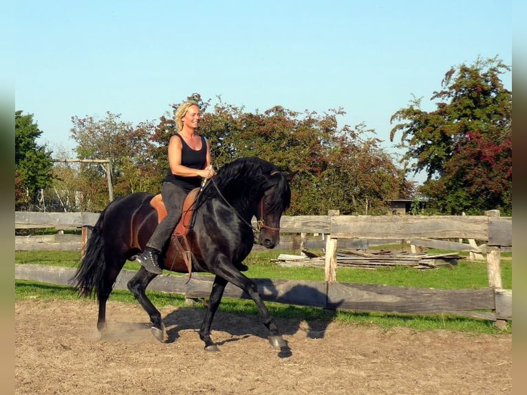 Duits rijpaard Merrie 2 Jaar 165 cm Bruin in Harrislee
