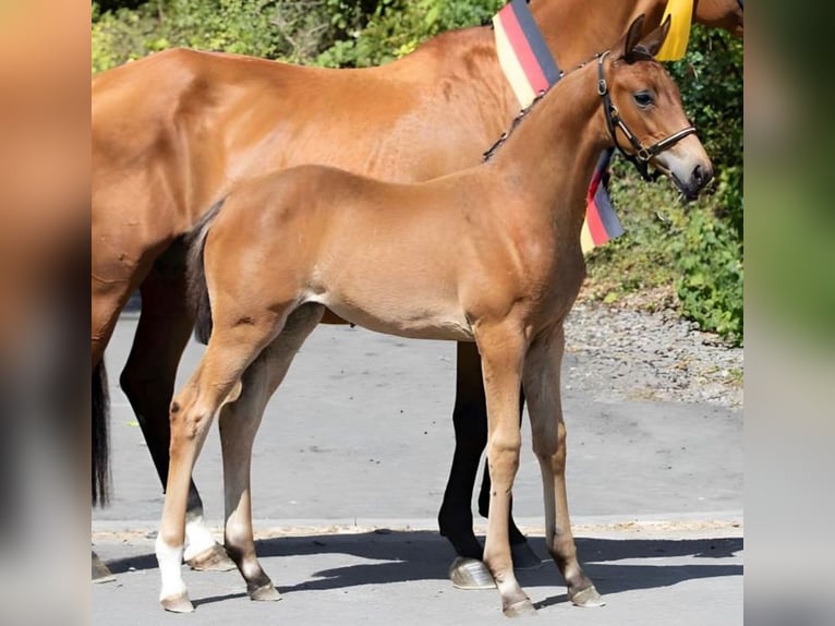 Duits rijpaard Merrie 2 Jaar 170 cm Bruin in Ihlienworth